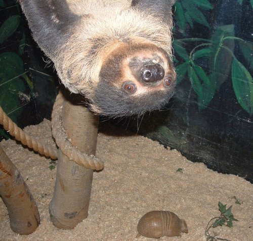 Best Animal Photobombs Ever 12a - Sloth