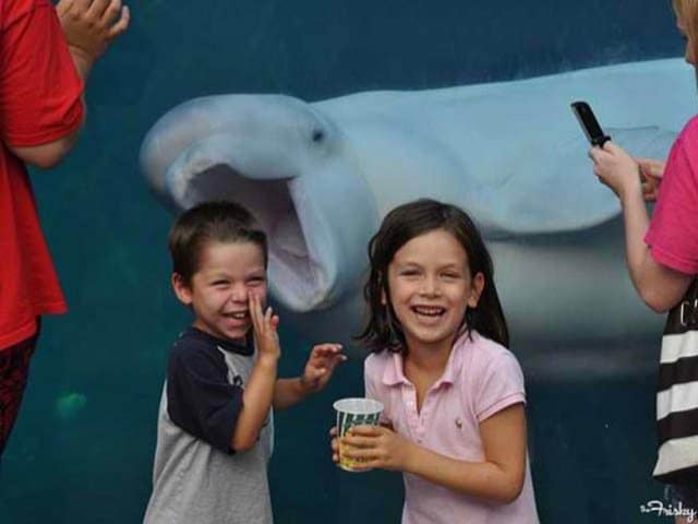 Funniest Animal Photobombs Ever 15 - White Whale