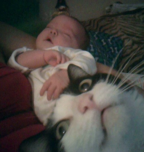 Best Animal Photobombs Ever 19 - Baby and Cat