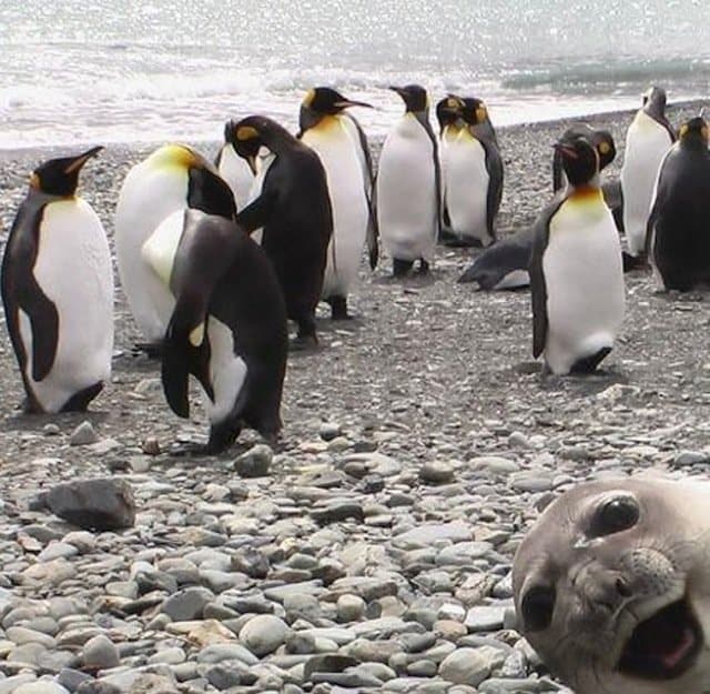 Funniest Animal Photobombs Ever 1a - Seal and Penguins