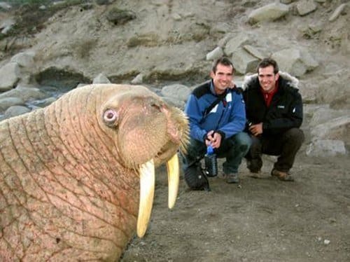 Best Animal Photobombs Ever 20a - Walrus