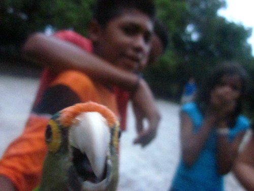 Best Animal Photobombs Ever 21 - Parrot