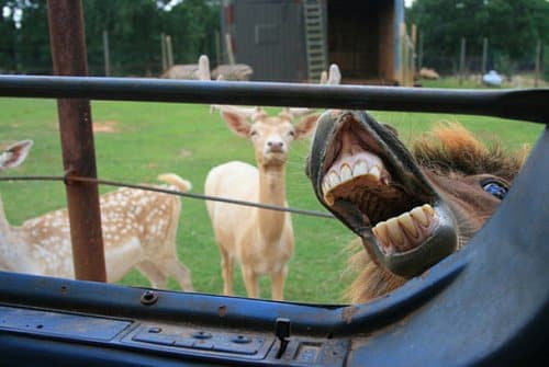 Best Animal Photobombs Ever 22 - Donkey Teeth