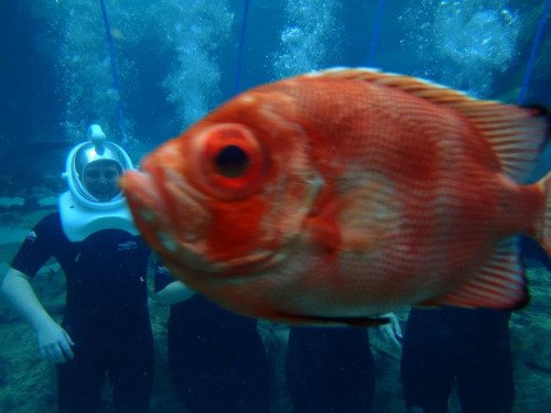 Best Animal Photobombs Ever 23 - Gold Fish