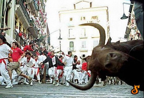 Funniest Animal Photobombs Ever 24 - Bull