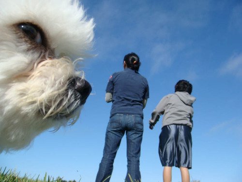 Best Animal Photobombs Ever 24a - Poodle