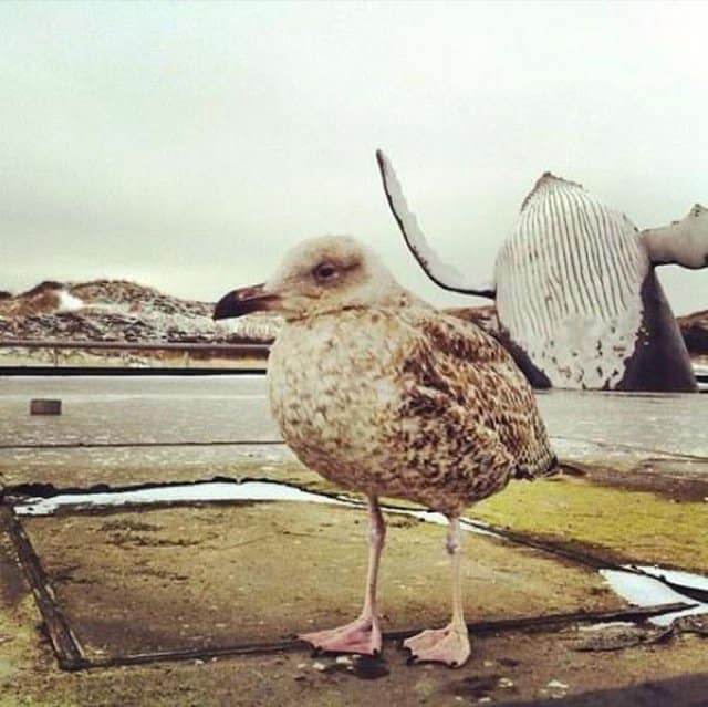 Best Animal Photobombs Ever 2a - Whale