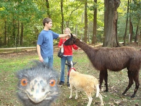 Best Animal Photobombs Ever 3 - Ostrich