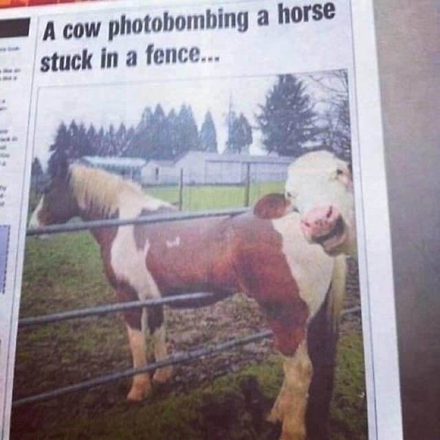Funniest Animal Photobombs Ever 4 - Cow and Horse