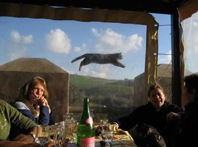 Funniest Animal Photobombs Ever 4a - Jumping Cat