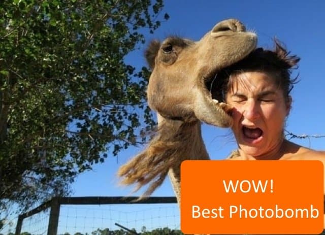 Best Animal Photobombs Ever 5a - Camel Bite Orange