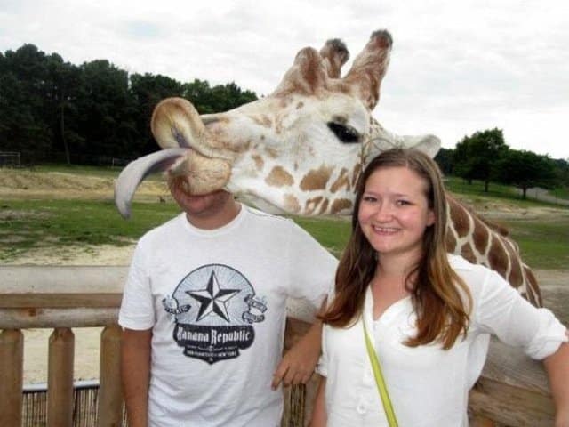 Fuuniest Animal Photobombs Ever 6a - Giraffe