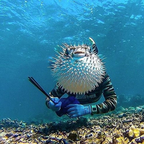 Best Animal Photobombs Ever 7 - Blow Fish