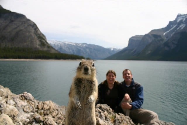 Funniest Animal Photobombs Ever 7a - Squirrel