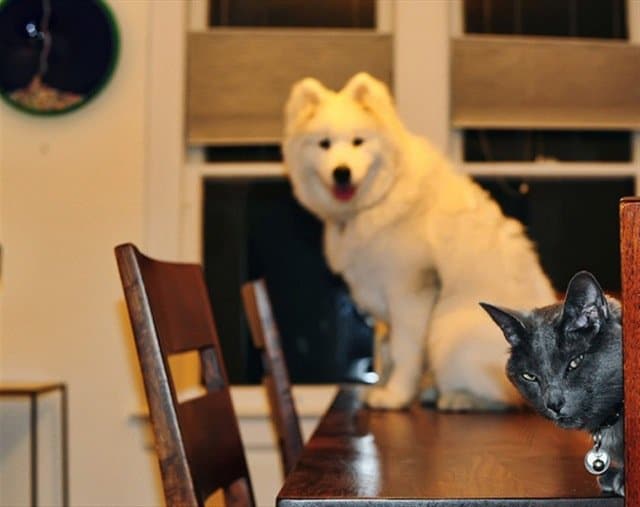 Funniest Animal Photobombs Ever 9 - Black Cat