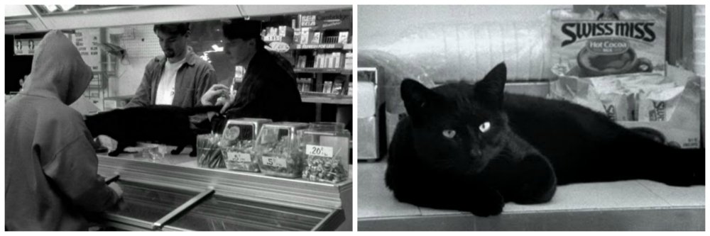 clerks cat