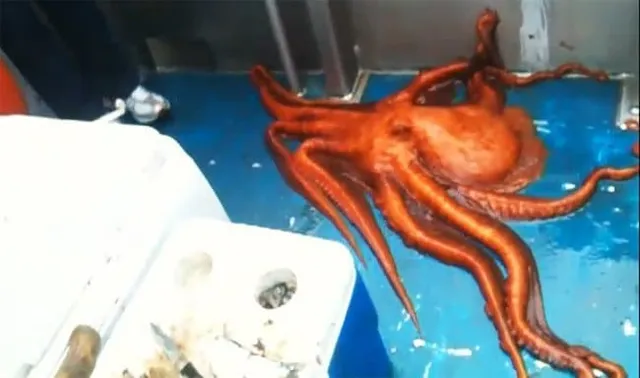 You Need To See This Houdini Octopus