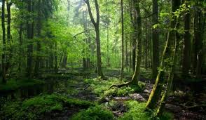 What If Humans Disappeared?