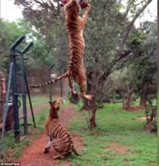 Tiger Jumps To Catch Meat – Strong Trending Story