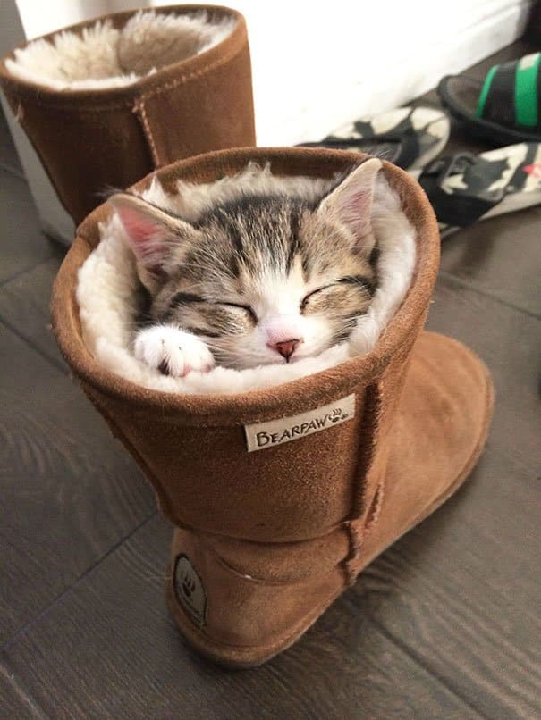 Funny Pictures That Explain Accurately The Faulty Logic Of Cats – Cats Memes