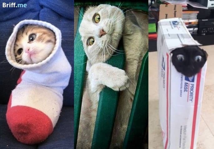 Cat Stuck – 24 Funny photos showing what cats do when home alone