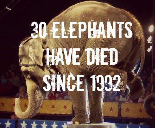 Circus Elephants – The cruelty will stop soon