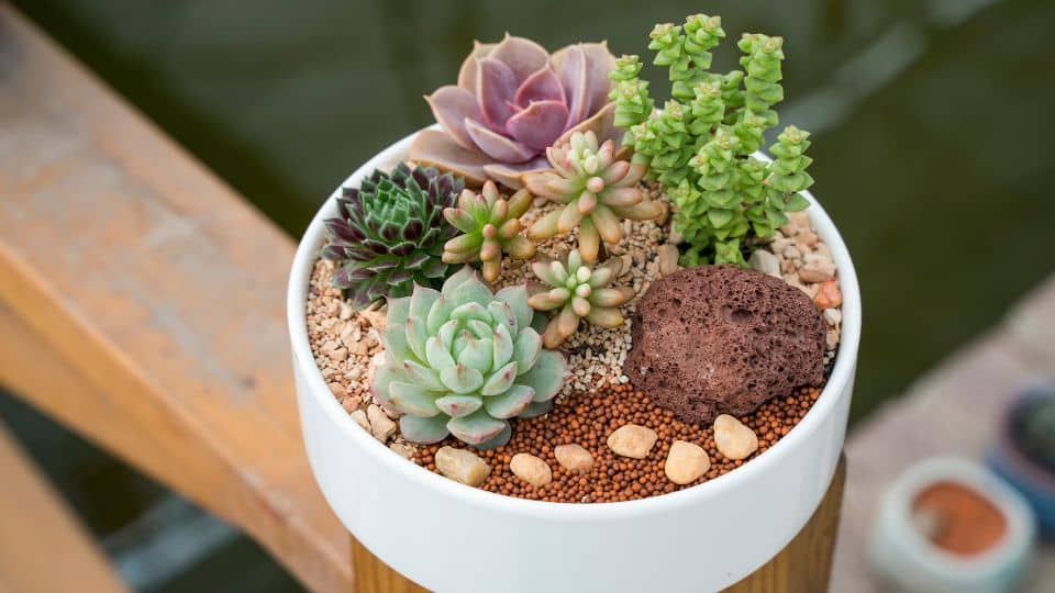 How should I take care of my succulent?