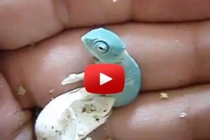 Baby Chameleon Hatches Video