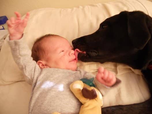 Baby Enjoying Dog and Baby