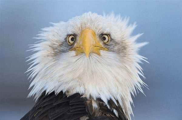 Bald Eagle Shocks