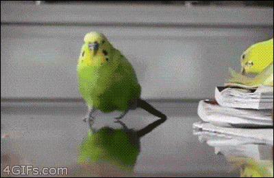 Bird Escapes Death Funny Animated GIF