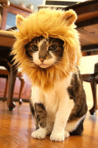 Cat Hat Crazy Gift Ideas