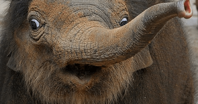Elephant Shock
