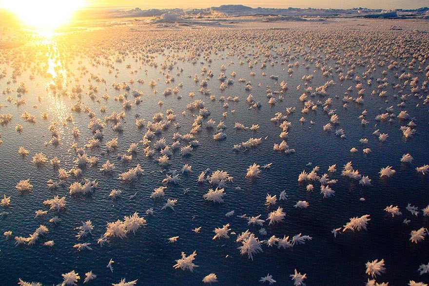 Frost Flowers In The Arctic Ocean Frozen Lakes