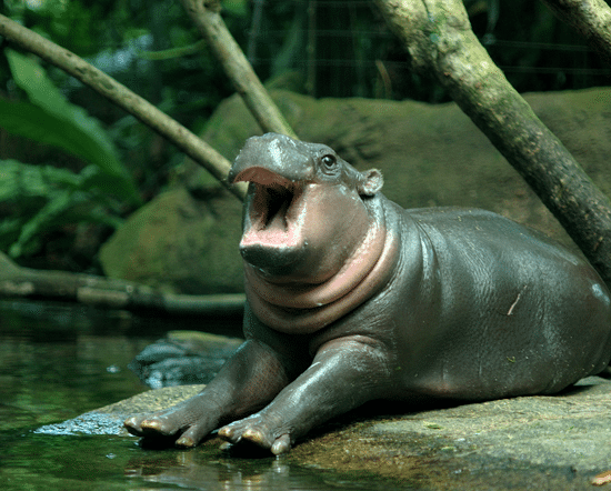 Hippo Shocks