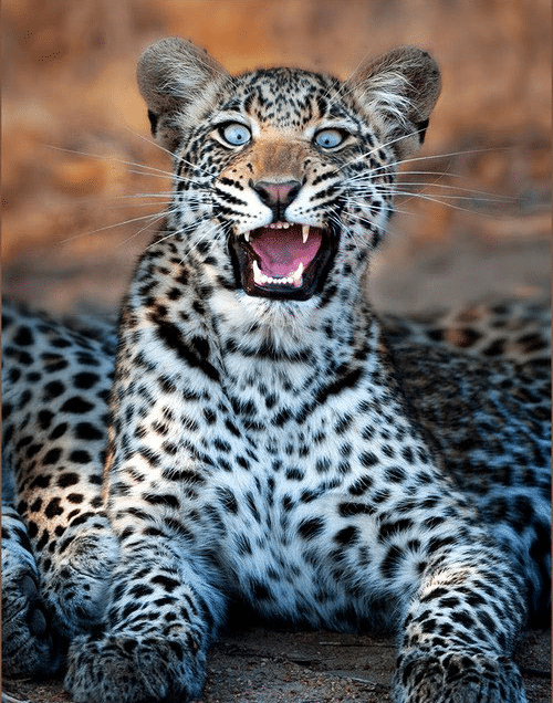 Leopard Shocks