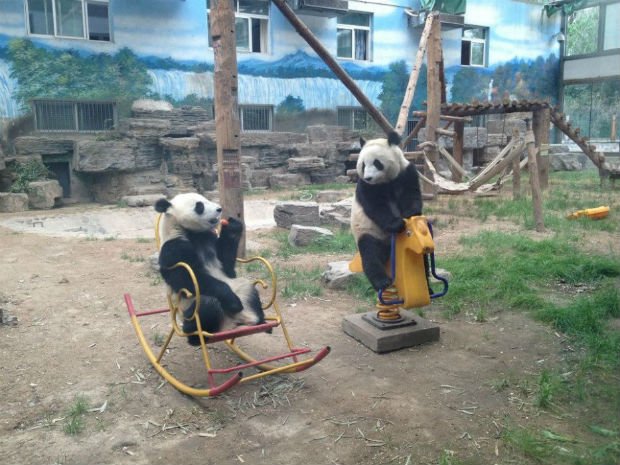 Let’s go to the playground, son! Bears like human