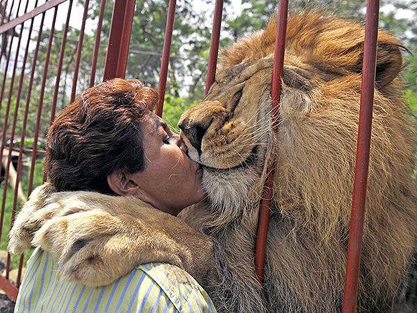 Lion Kiss Animal Hug