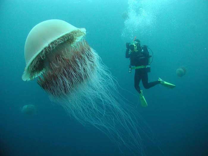 Lion’s Mane Jellyfish Rare Animal