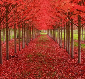 Maple Tree Tunnel in Oregon Magnificent Trees