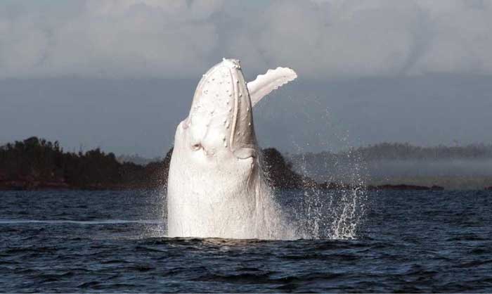 One of the few albino whales on earth Rare Animals