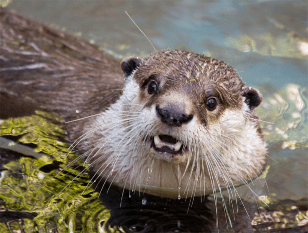 Otter Shock