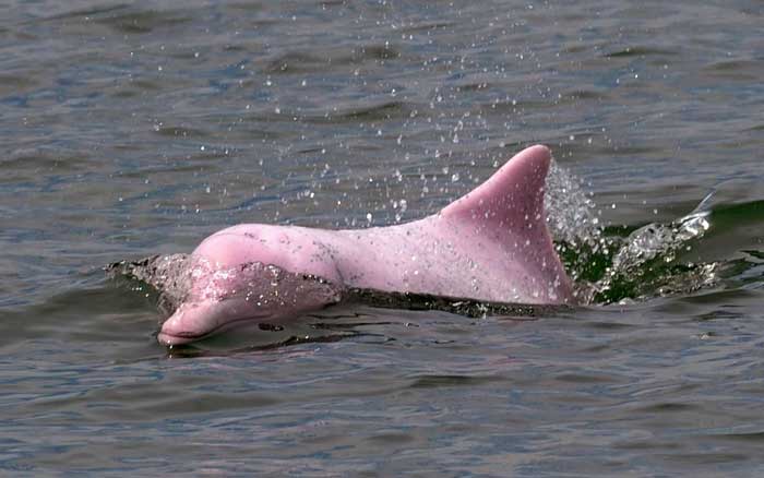 Pink Bottlenose Dolphin Rare Animals