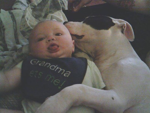 Sleeping Together Babies and Dogs