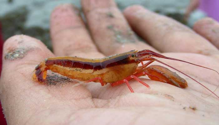 The Pistol Shrimp Rare Animals