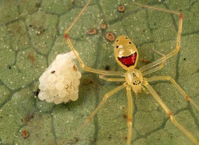 Theridion grallator – the happy faced spider Rare Animals