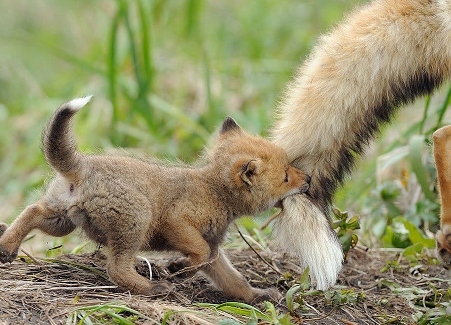 Foxes at Wild Photos