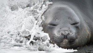 A Wave Strikes An Elephant Seal Pup, South Georgia Island Photo Contest