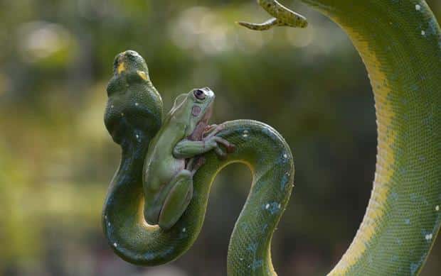 Animals Riding other Animals 10 - Frog on Snake