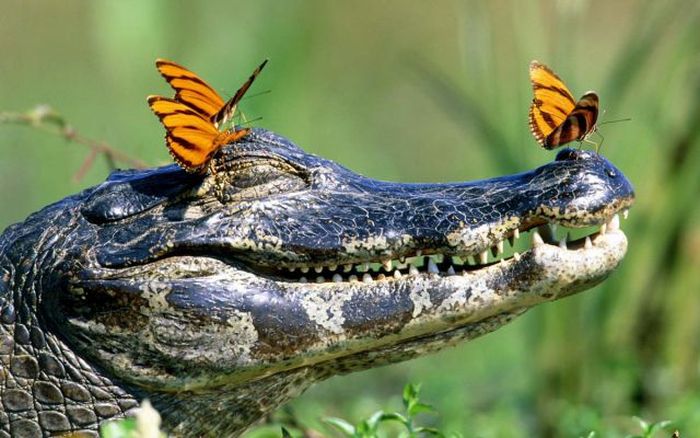 Animals Riding other Animals 14 - Butterfly Riding Aligator